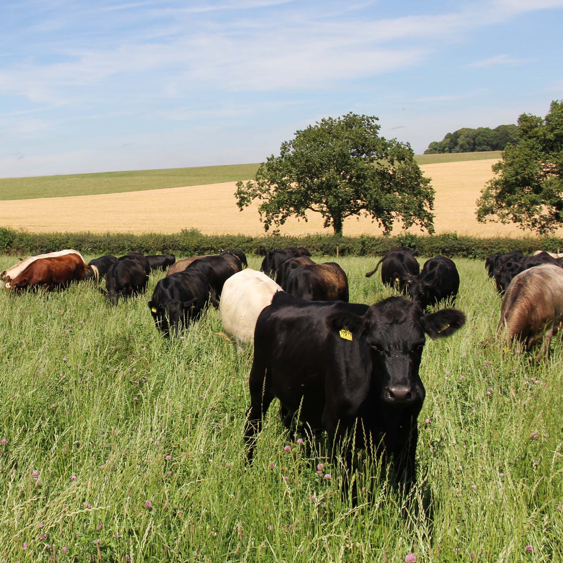 Cattle grazing in a green field against blue sky